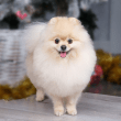 Pomeranian Reviews | RateItAll
