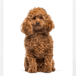 Poodle Reviews | RateItAll
