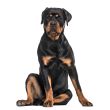 Rottweiler Reviews | RateItAll