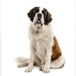 Saint Bernard Reviews | RateItAll