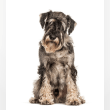 Schnauzer Reviews | RateItAll
