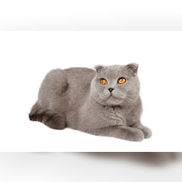 Scottish Fold image