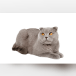 Scottish Fold Reviews | RateItAll