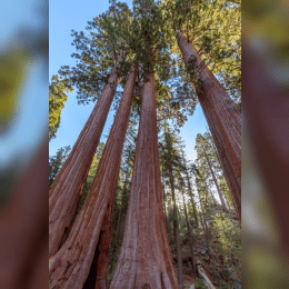 Sequoia National Park image