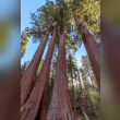 Sequoia National Park Reviews | RateItAll