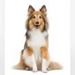 Shetland Sheepdog Reviews | RateItAll