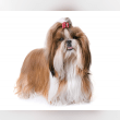 Shih Tzu Reviews | RateItAll
