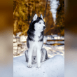 Siberian Husky Reviews | RateItAll