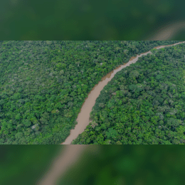The Amazon Rainforest image