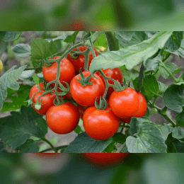 Tomatoes image