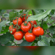 Tomatoes Reviews | RateItAll