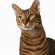 Toyger Reviews | RateItAll