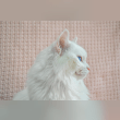 Turkish Angora Reviews | RateItAll