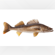 Walleye Reviews | RateItAll