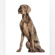 Weimaraner Reviews | RateItAll