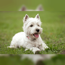 West Highland White Terrier image