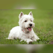 West Highland White Terrier Reviews | RateItAll