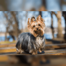 Yorkshire Terrier image