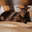 Havana Brown Reviews | RateItAll