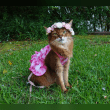 Summer’s Fabulous Cat Life Reviews | RateItAll