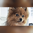 Chewy The Pom Reviews | RateItAll