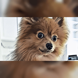 Chewy The Pom image