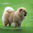 Chow Chow Reviews | RateItAll