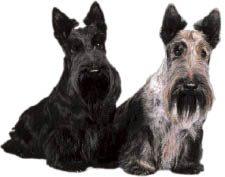 Scottish Terrier image