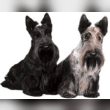 Scottish Terrier Reviews | RateItAll