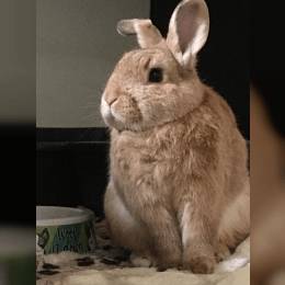 Domestic Rabbit image