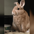 Domestic Rabbit Reviews | RateItAll