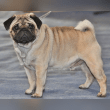 Pug Reviews | RateItAll