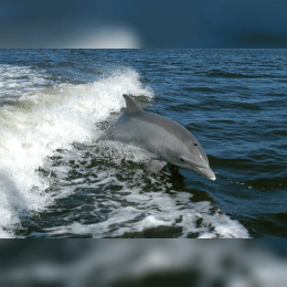 Dolphin image