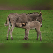 Donkey Milk Reviews | RateItAll