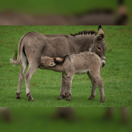 Donkey Milk image