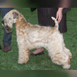 Soft-Coated Wheaten Terrier Reviews | RateItAll