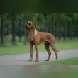 Rhodesian Ridgeback Reviews | RateItAll