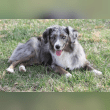 Miniature American Shepherd Reviews | RateItAll
