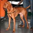 Vizsla Reviews | RateItAll