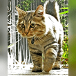 American Bobtail Reviews | RateItAll