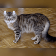 American Curl Reviews | RateItAll