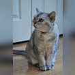 American Shorthair Reviews | RateItAll