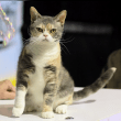 American Wirehair Reviews | RateItAll
