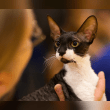Cornish Rex Reviews | RateItAll