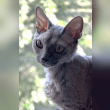 Devon Rex Reviews | RateItAll
