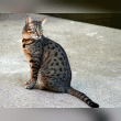 Egyptian Mau Reviews | RateItAll