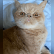 Exotic Shorthair Reviews | RateItAll