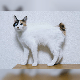 Japanese Bobtail image