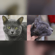 Korat Reviews | RateItAll
