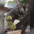 Lykoi Reviews | RateItAll
